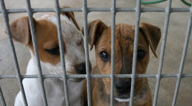 A dog’s life – How leaders in the Animal Welfare Sector are addressing the challenges of COVID-19